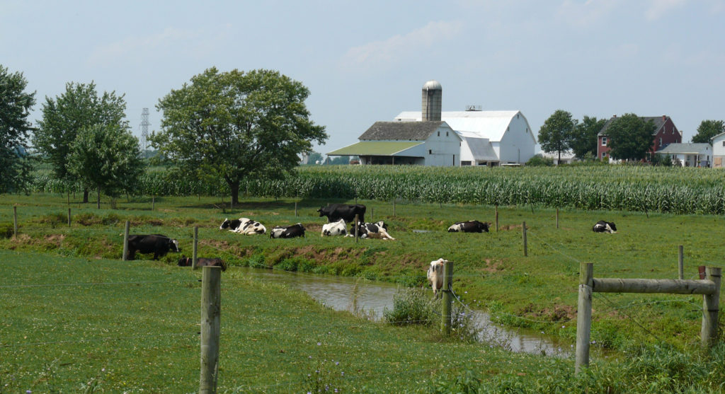 Amish Dairy Farm